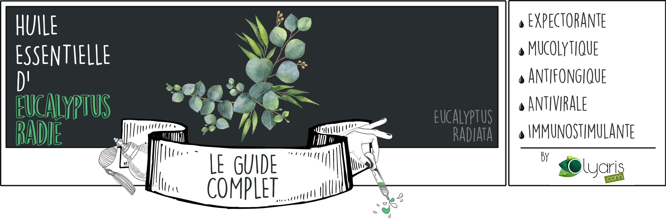 Huile Essentielle d’Eucalyptus Radié: le Guide Complet par Olyaris